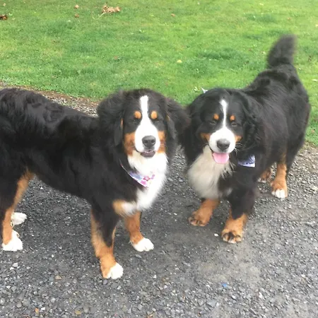 فندق St Kyrans فرجينيا