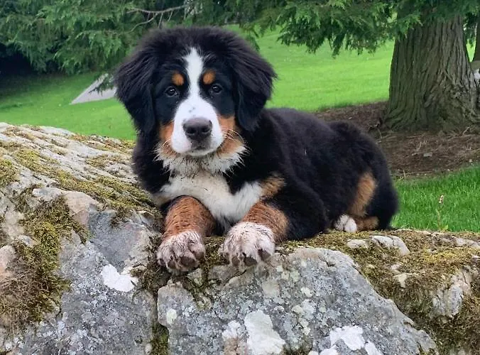 St Kyrans Szálloda Virginia